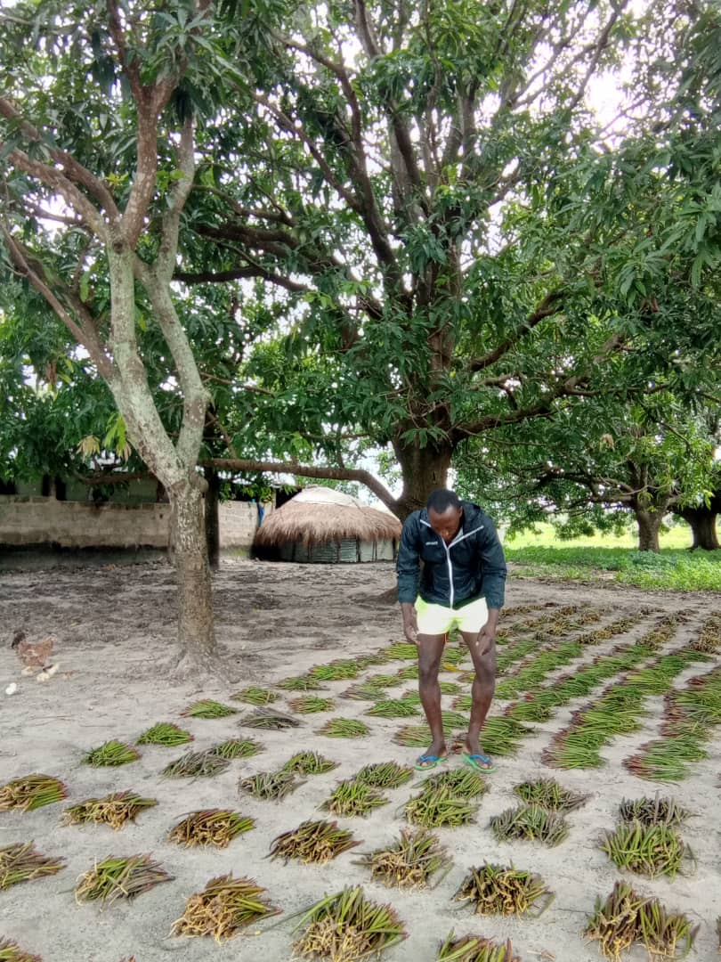 <div style="text-align: center;"> Launch of the mangrove restoration campaign at Cacheu Park on July 26, 2024, the International Mangrove Day. </div>