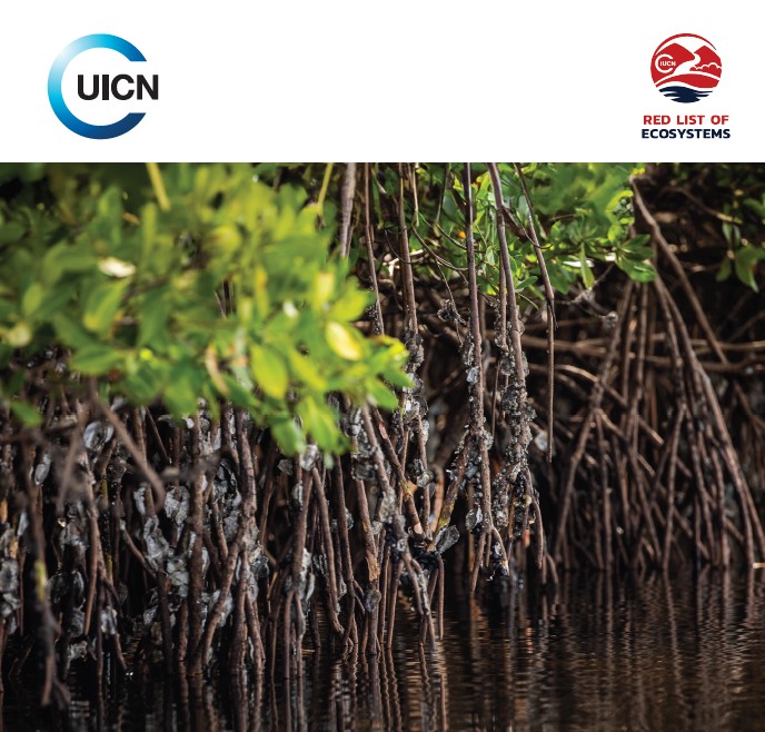 Mangroves en Afrique de l’Ouestm WACA