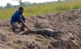 The Tannou Crocodile Pond: A New Ecotourism Destination in Benin, Enabled by the WACA Project