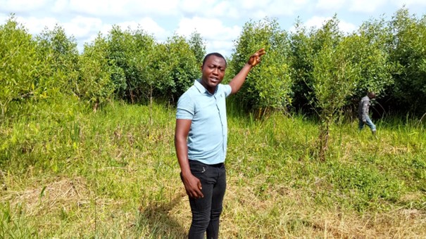 Restoring Mangroves: WACA's Strategic Efforts to Bolster Coastal Resilience