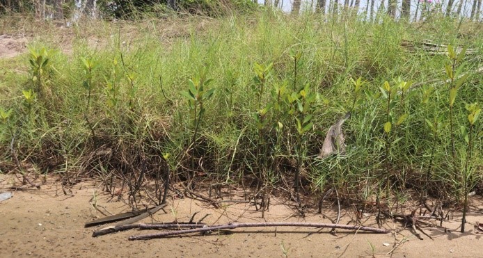 Restauration des mangroves : les efforts stratégiques de WACA pour renforcer la résilience côtière en Côte d'Ivoire